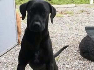 Arfee, the confirmed black Labrador that was misidentified as a pit bull and shot dead by police