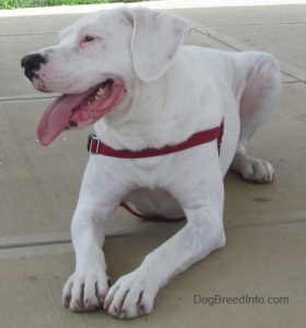 Is it a Pit Bull? A Dogo Argentino? Nope! Boxer/Beagle mix!