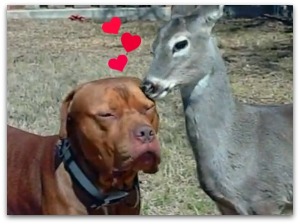 dog-and-deer