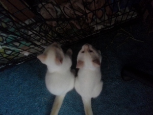 The twins enjoying the antics of my chinchilla